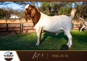 1X BOER GOAT BUCK AUCAMP BOER GOAT STUD