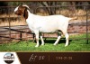 1X BOER GOAT DOE AUCAMP BOER GOAT STUD