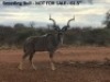 Kudu - 3