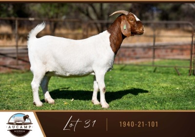 1X BOER GOAT DOE AUCAMP BOER GOAT STUD