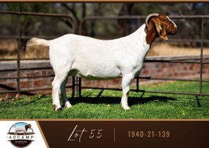 1X BOER GOAT DOE AUCAMP BOER GOAT STUD