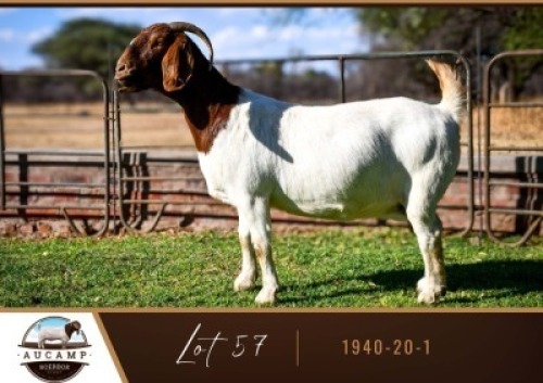 1X BOER GOAT DOE AUCAMP BOER GOAT STUD