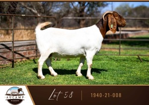 1X BOER GOAT DOE AUCAMP BOER GOAT STUD