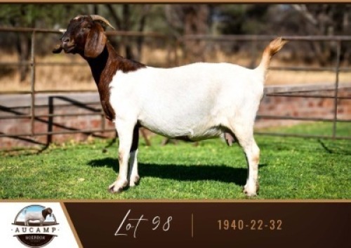 1X BOER GOAT DOE AUCAMP BOER GOAT STUD