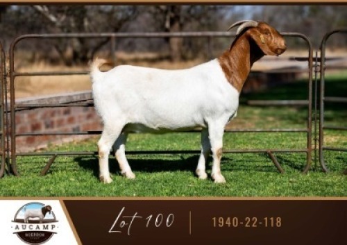 1X BOER GOAT DOE AUCAMP BOER GOAT STUD