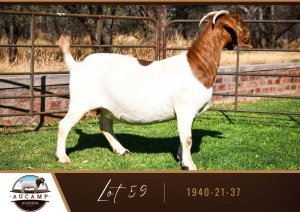 1X BOER GOAT DOE AUCAMP BOER GOAT STUD