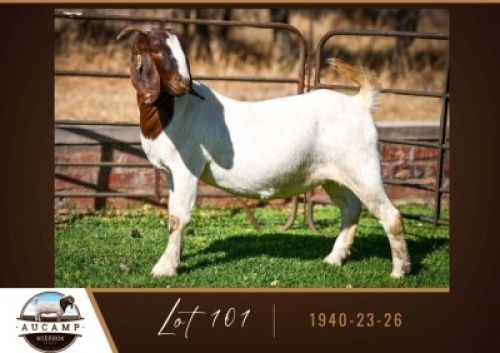 1X BOER GOAT DOE AUCAMP BOER GOAT STUD