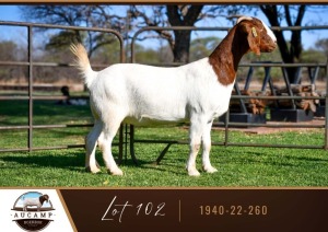 1X BOER GOAT DOE AUCAMP BOER GOAT STUD