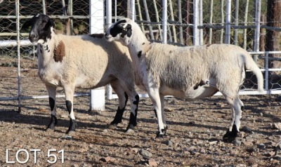 2X MEATMASTER EWE ROOS MEATMASTERS