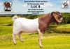 1X BOER GOAT BUCK ESP BOER GOAT STED