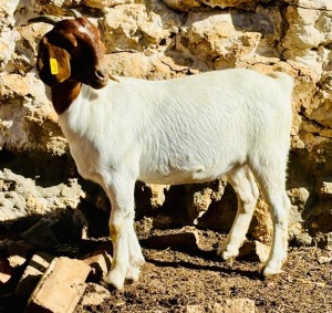 1X BOER GOAT DOE VONLOU BOERBOKSTOET