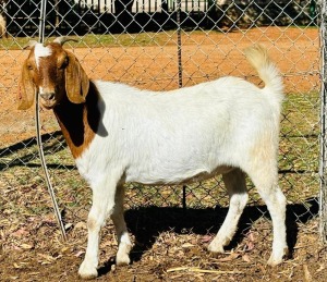 1X BOER GOAT DOE VONLOU BOERBOKSTOET