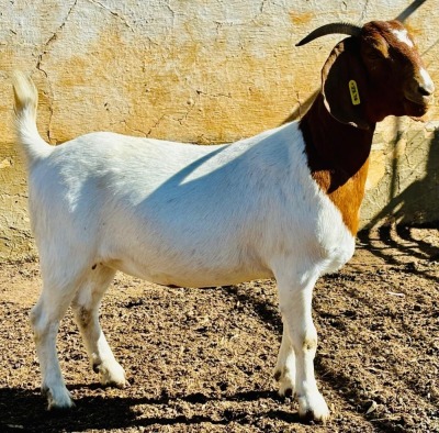 1X BOER GOAT DOE VONLOU BOERBOKSTOET