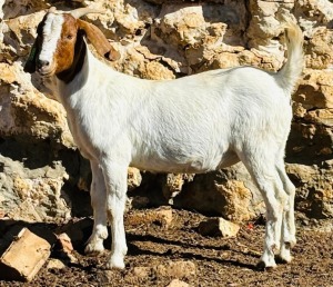 1X BOER GOAT DOE VONLOU BOERBOKSTOET