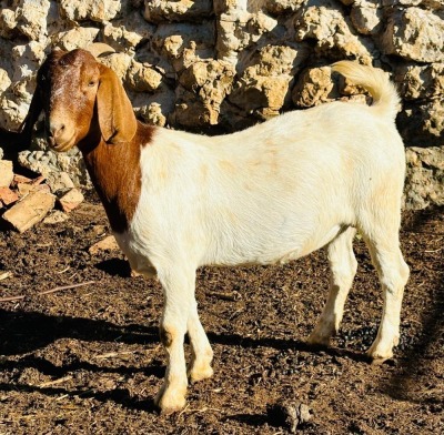 1X BOER GOAT DOE VONLOU BOERBOKSTOET