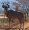 Kudu - 2