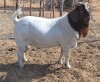 1X BOER GOAT BUCK BLACKHEATH BOER GOAT STUD