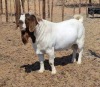 1X BOER GOAT BUCK BLACKHEATH BOER GOAT STUD