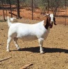 1X BOER GOAT BUCK BLACKHEATH BOER GOAT STUD