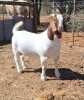 1X BOER GOAT BUCK BLACKHEATH BOER GOAT STUD - 2