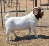 1X BOER GOAT BUCK BLACKHEATH BOER GOAT STUD