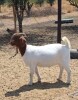 1X BOER GOAT DOE BLACKHEATH BOER GOAT STUD