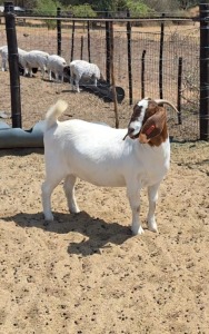 1X BOER GOAT DOE BLACKHEATH BOER GOAT STUD