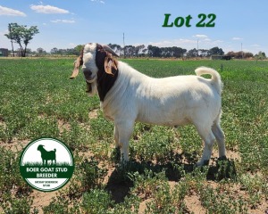 1X BOER GOAT BUCK MCKAY BOERBOK STUD