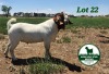 1X BOER GOAT BUCK MCKAY BOERBOK STUD - 2