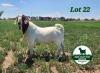 1X BOER GOAT BUCK MCKAY BOERBOK STUD - 3