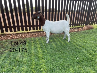 1X BOER GOAT DOE TWEERIVIER BOERBOK STOET