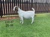 1X BOER GOAT DOE TWEERIVIER BOERBOK STOET