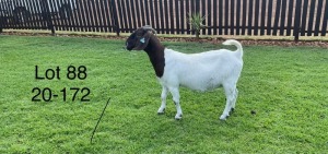 1X BOER GOAT DOE TWEERIVIER BOERBOK STOET