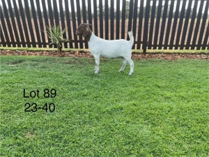 1X BOER GOAT DOE TWEERIVIER BOERBOK STOET