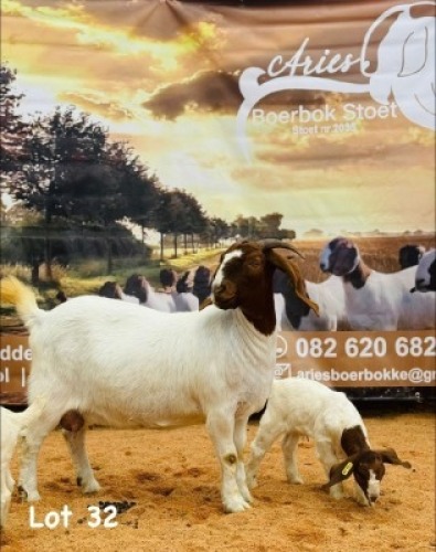 1+2X BOER GOAT DOE ARIES BOERBOK STUD