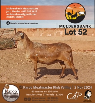 1X MEATMASTER EWE MULDERSBANK MEATMASTERS