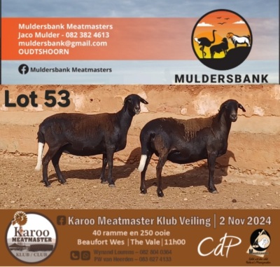 2X MEATMASTER EWE MULDERSBANK MEATMASTERS