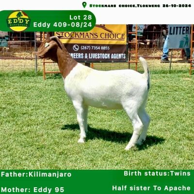 1X Boergoat Doe EDDY BOERGOATS