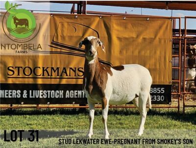 1X Meatmaster Ewe NTOMBELA FARMS