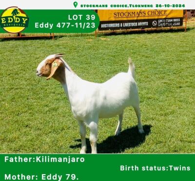 1X Boergoat Doe EDDY BOERGOATS