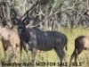 Kudu - 4
