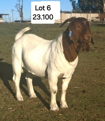 1X BOER GOAT BUCK MARIAAN DU TOIT BOERBOKSTOET