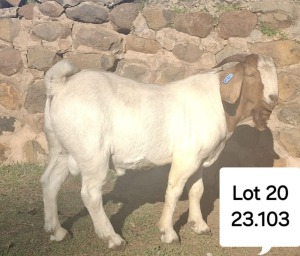 1X BOER GOAT BUCK MARIAAN DU TOIT BOERBOKSTOET