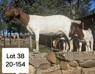 3X BOER GOAT DOE MARIAAN DU TOIT BOERBOKSTOET