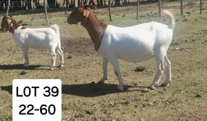 2X BOER GOAT DOE MARIAAN DU TOIT BOERBOKSTOET