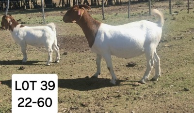 2X BOER GOAT DOE MARIAAN DU TOIT BOERBOKSTOET