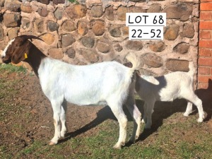 2X BOER GOAT DOE MARIAAN DU TOIT BOERBOKSTOET