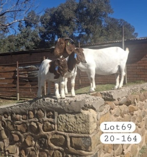 3X BOER GOAT DOE MARIAAN DU TOIT BOERBOKSTOET