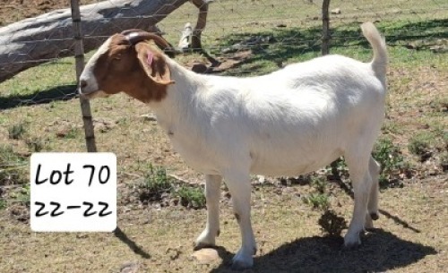 1X BOER GOAT DOE MARIAAN DU TOIT BOERBOKSTOET