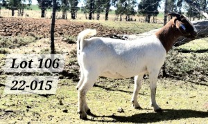 1X BOER GOAT DOE MARIAAN DU TOIT BOERBOKSTOET